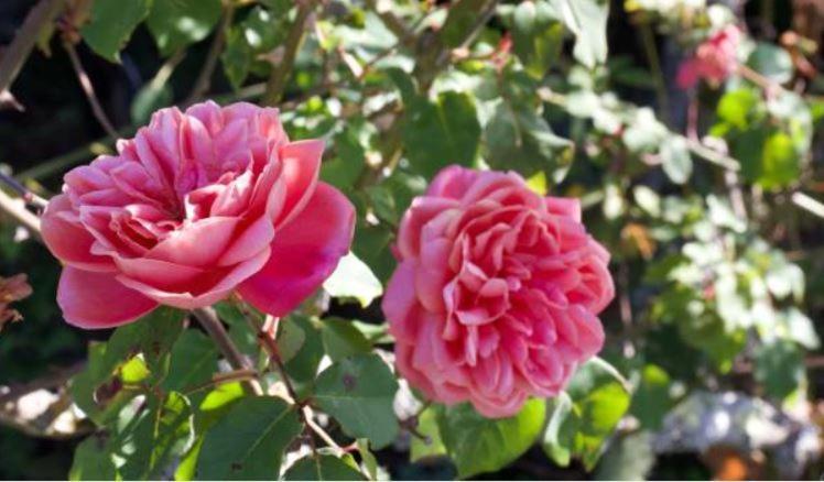 Le Gite Entre Val Et Rose Provins Exterior foto